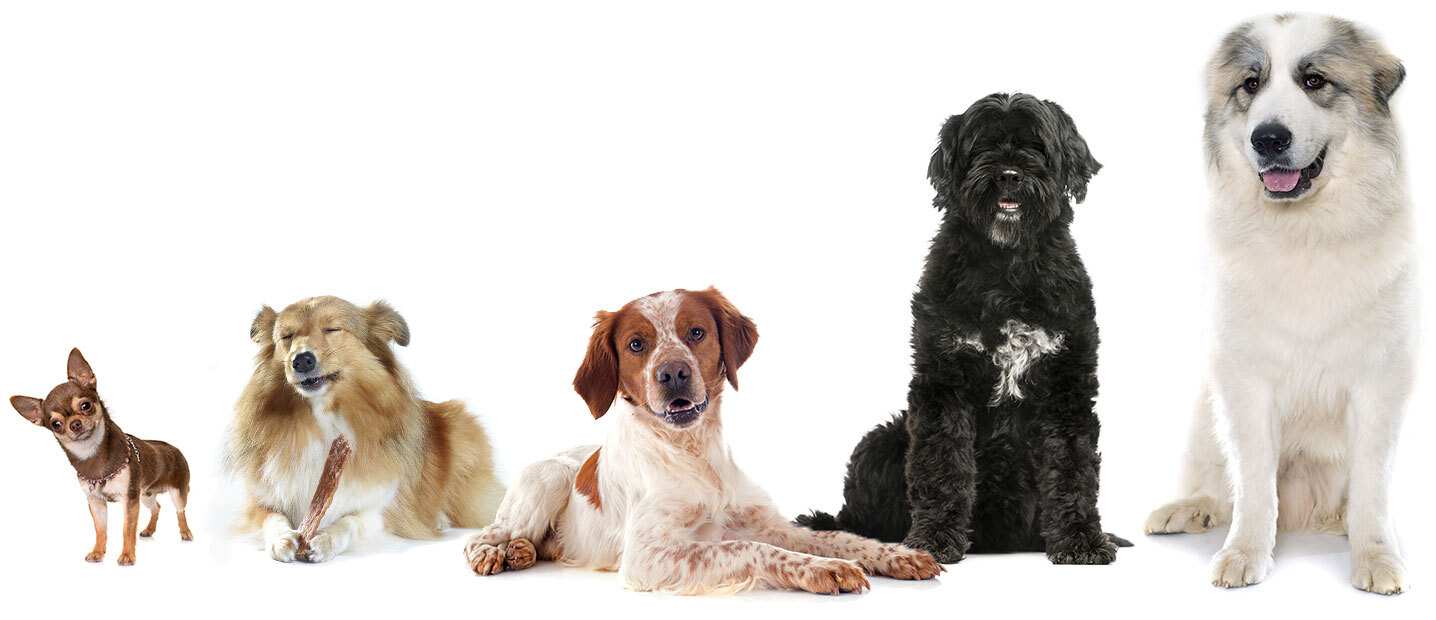 Dog Size Reference - Shows images of different sized dogs