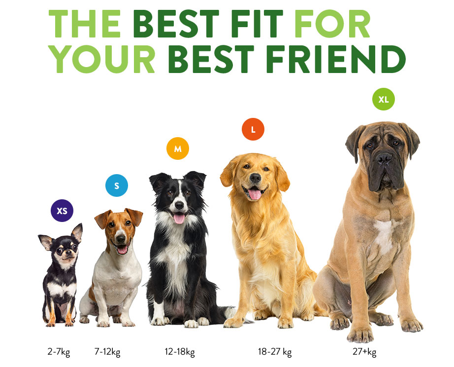 Dog Size Reference - Shows images of different sized dogs